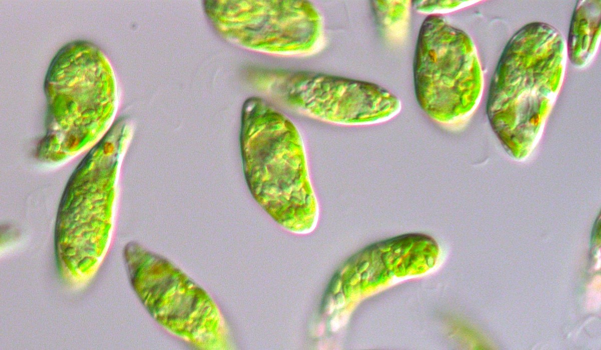 微細藻類ユーグレナ（和名ミドリムシ）　提供：株式会社ユーグレナ